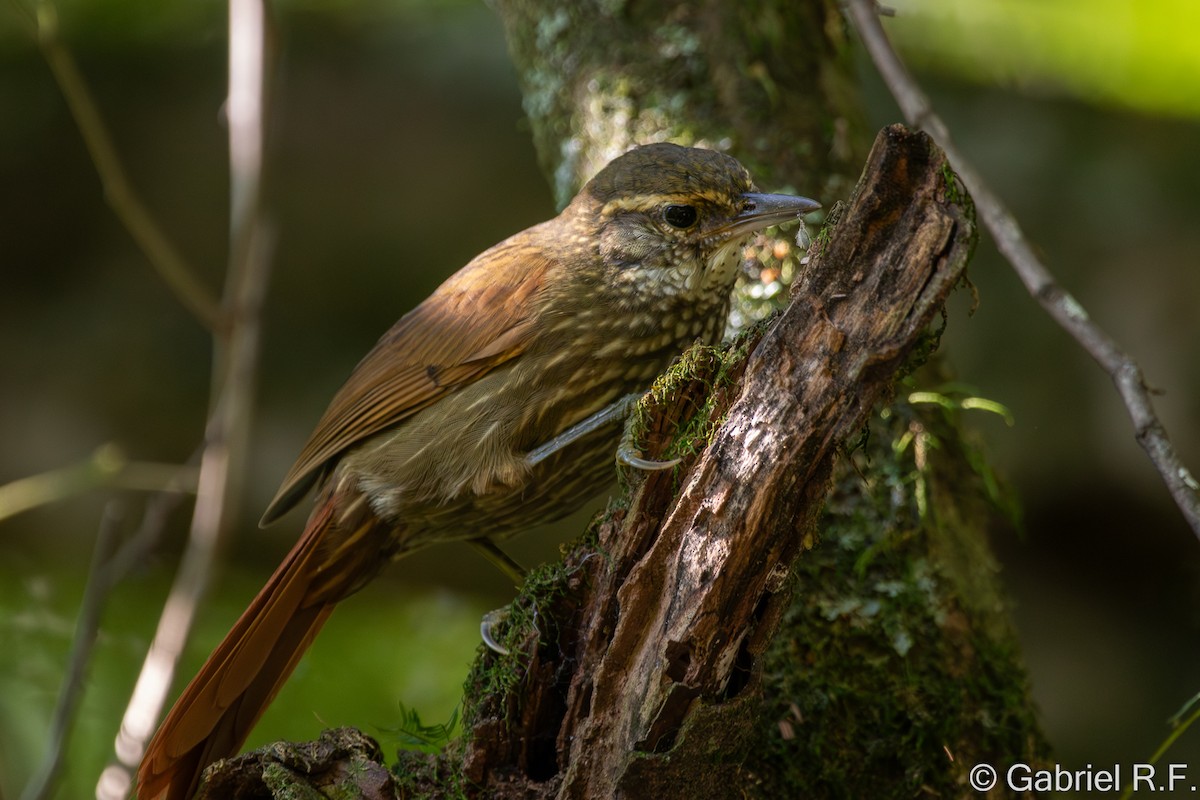 Buff-browed Foliage-gleaner - ML634060133