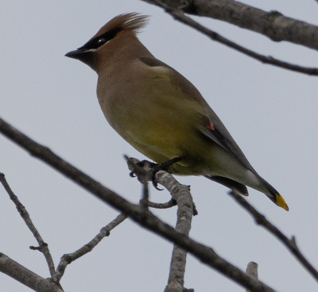 Cedar Waxwing - ML634060150