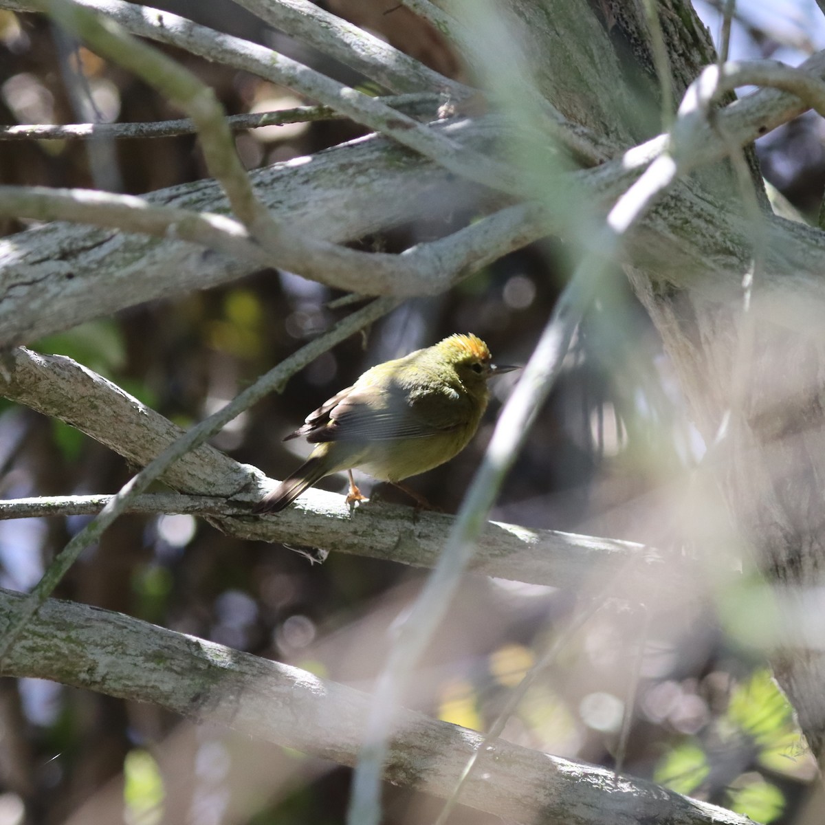 Orange-crowned Warbler - ML634060175