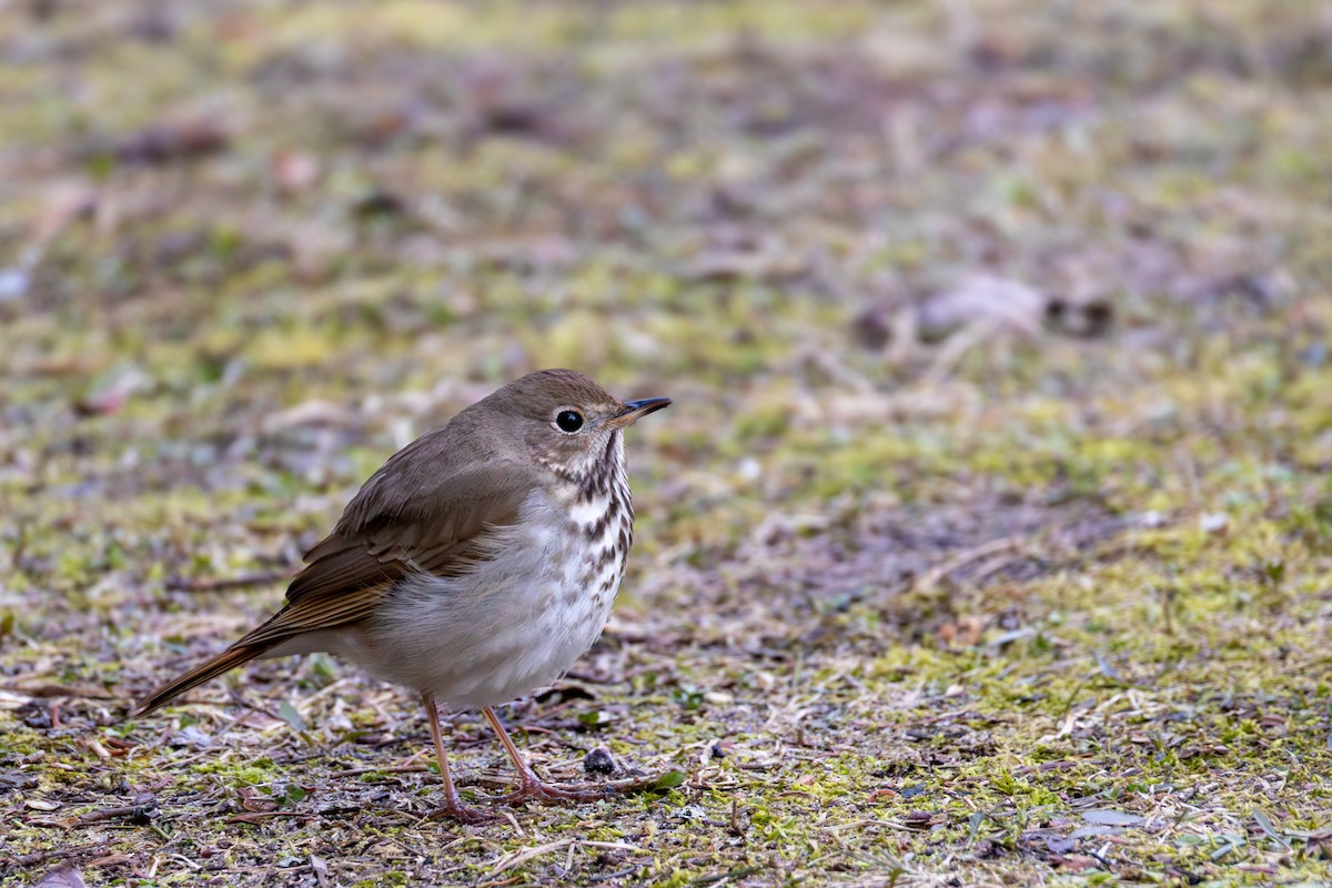 Hermit Thrush - ML634060215