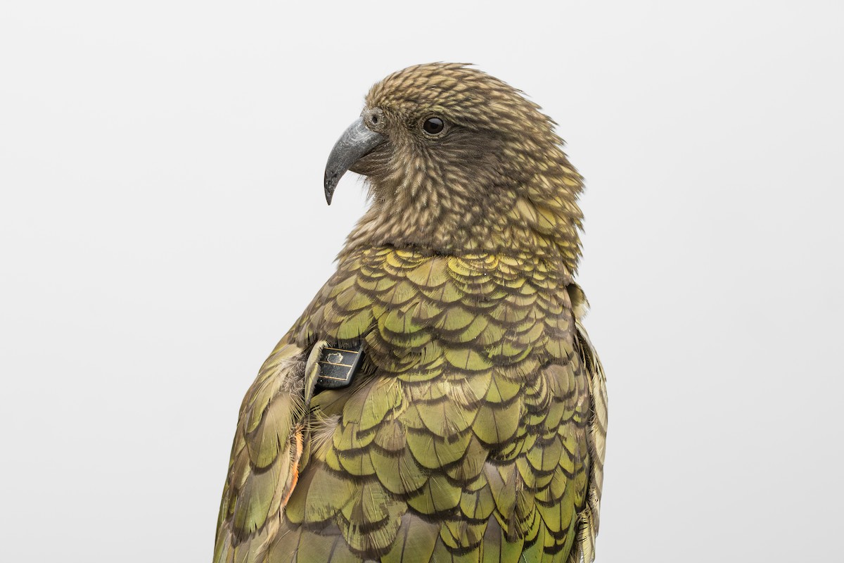 Kea - ML634060232