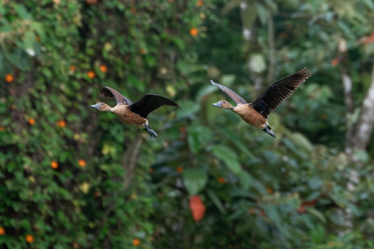 Fulvous Whistling-Duck - ML634060281