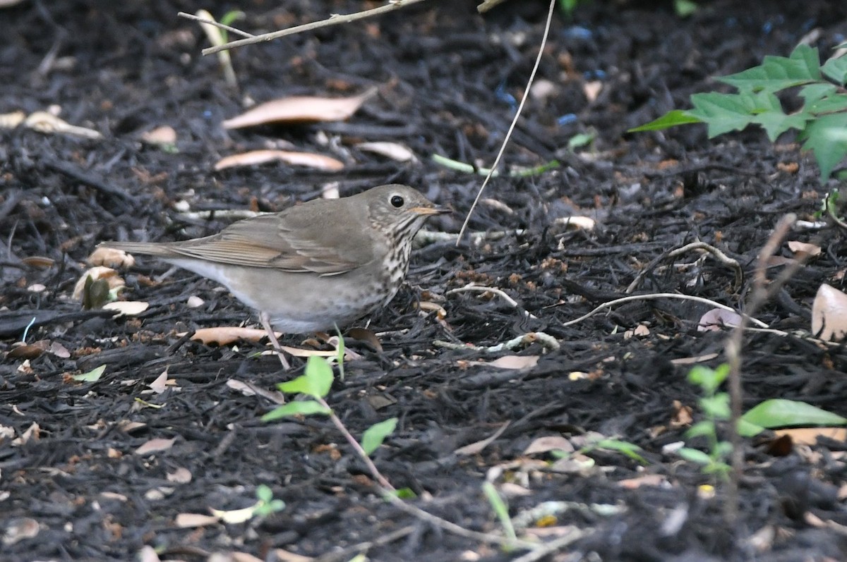 Hermit Thrush - ML634060305
