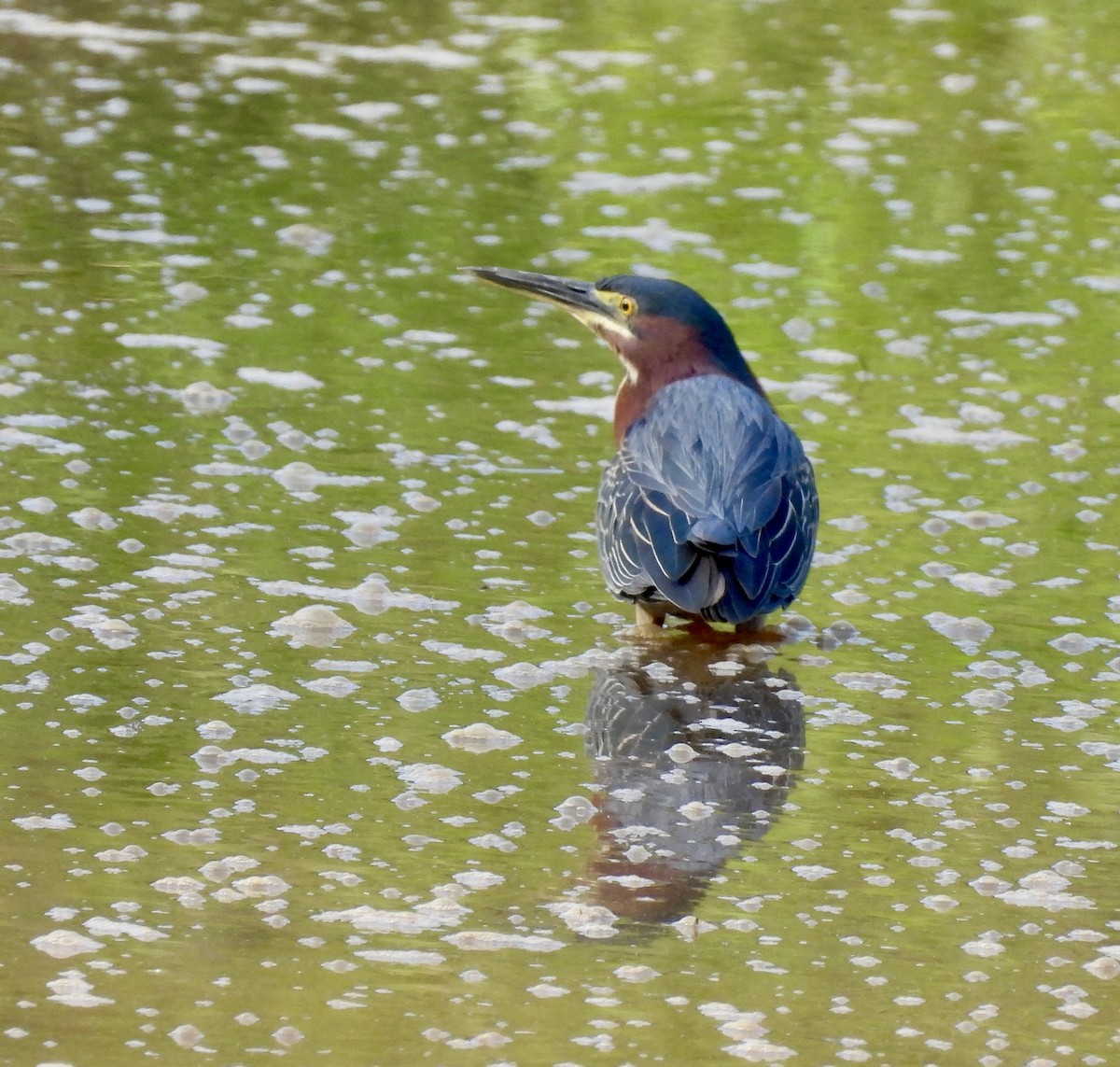 Green Heron - ML634060307