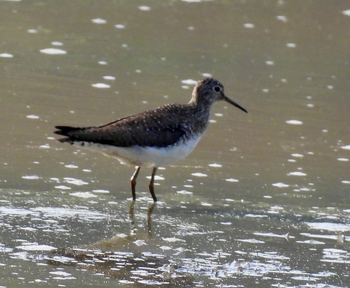 Solitary Sandpiper - ML634060331