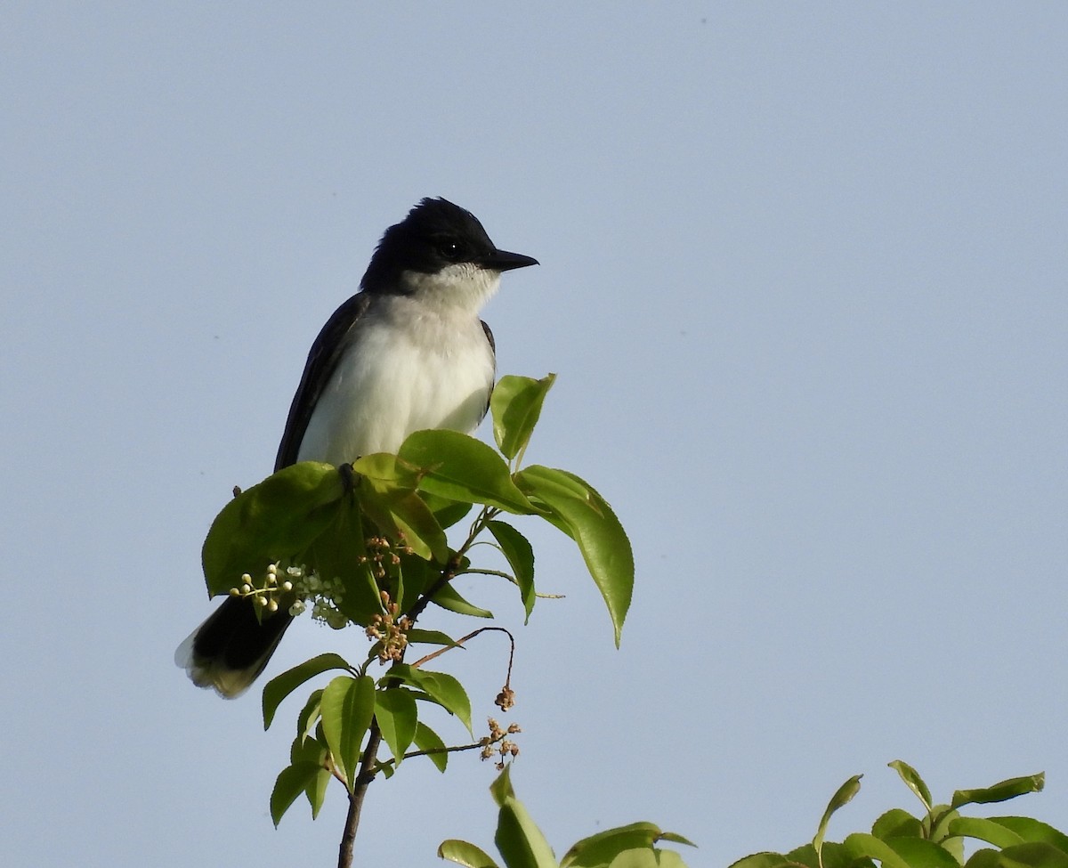 Eastern Kingbird - ML634060362
