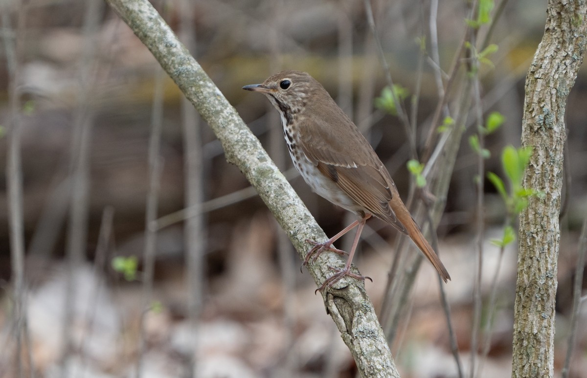 Hermit Thrush - ML634060427