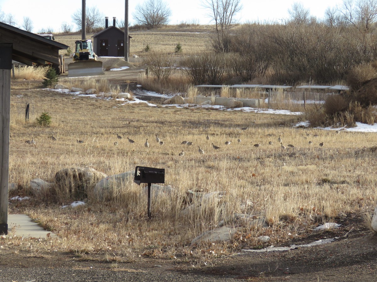 tetřívek ostroocasý - ML634060489