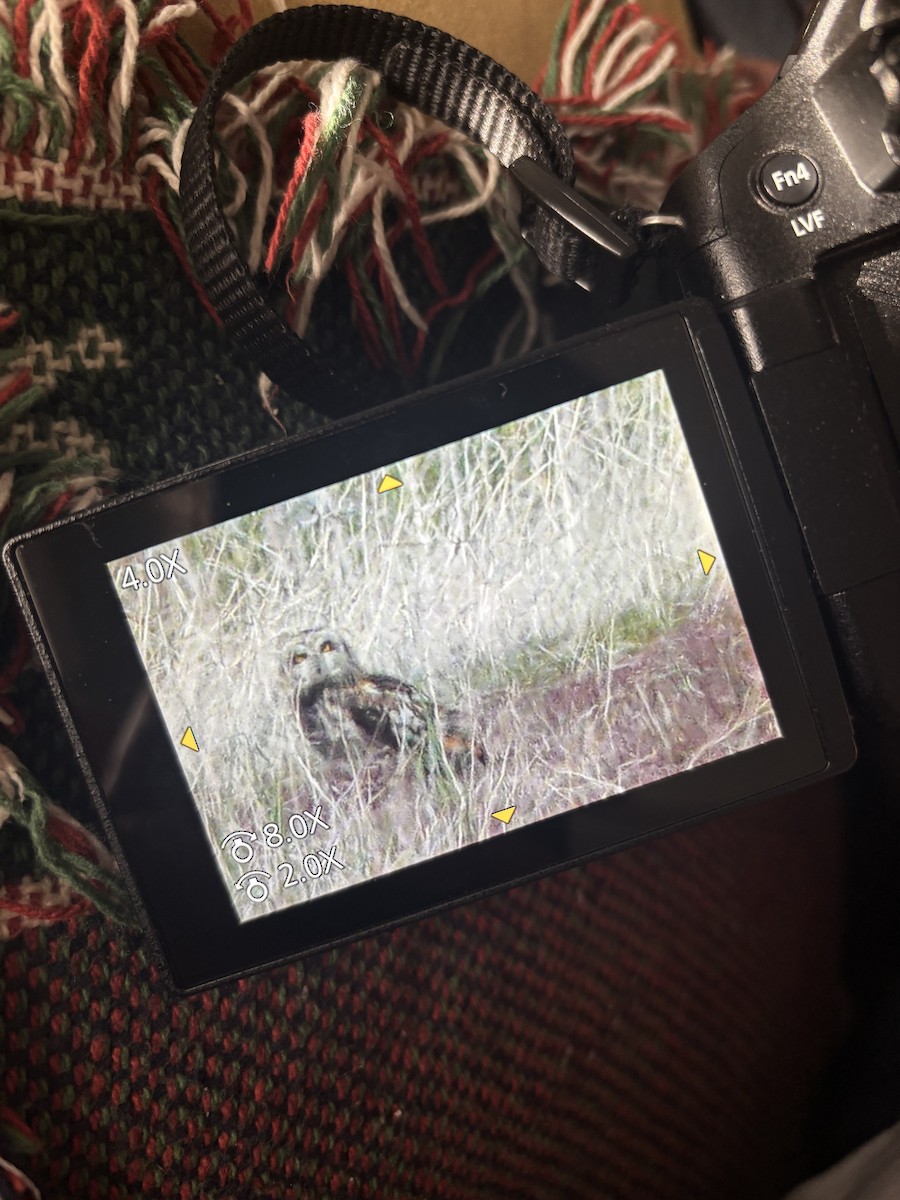 Short-eared Owl - ML634060582