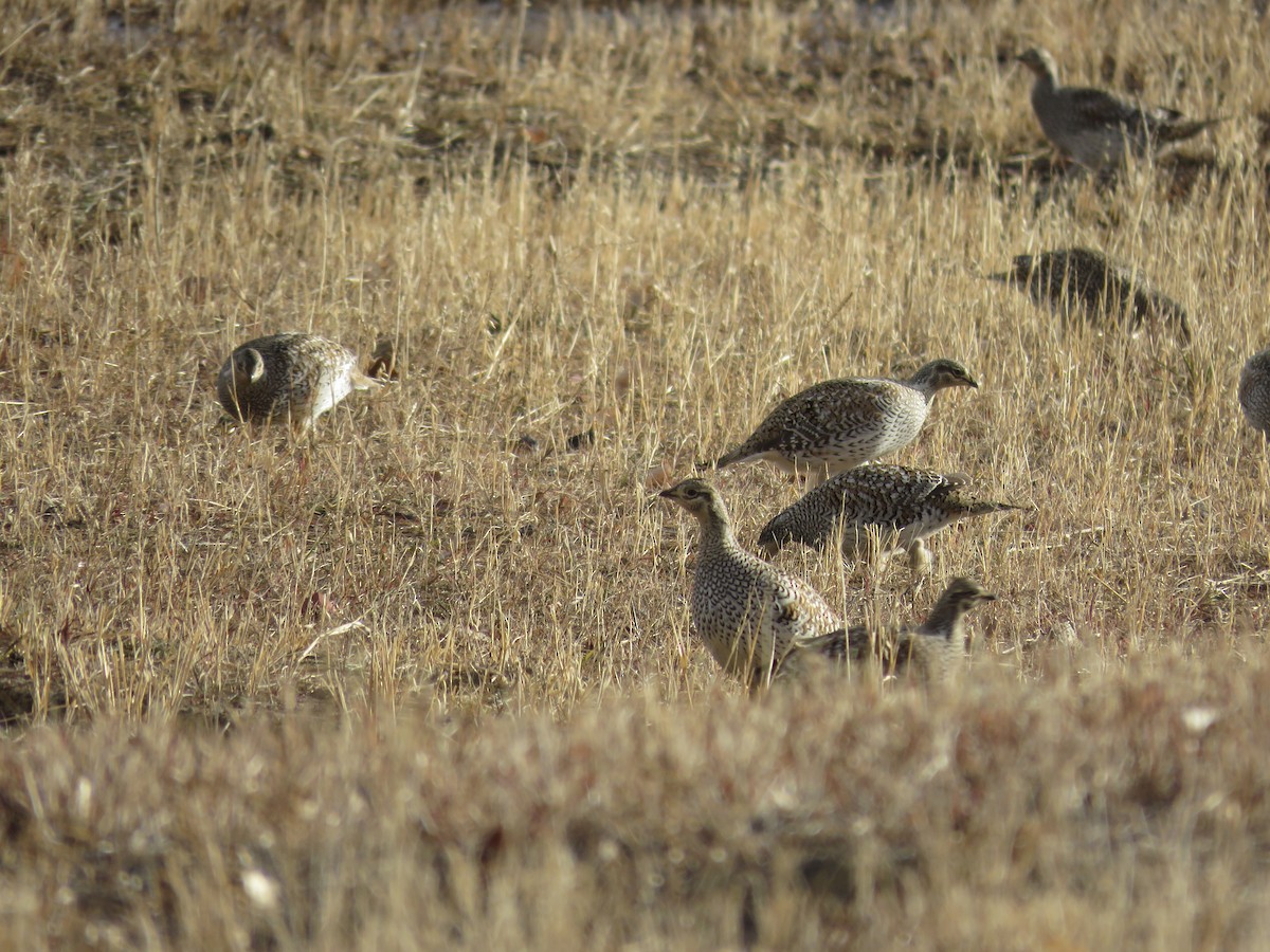 tetřívek ostroocasý - ML634060611