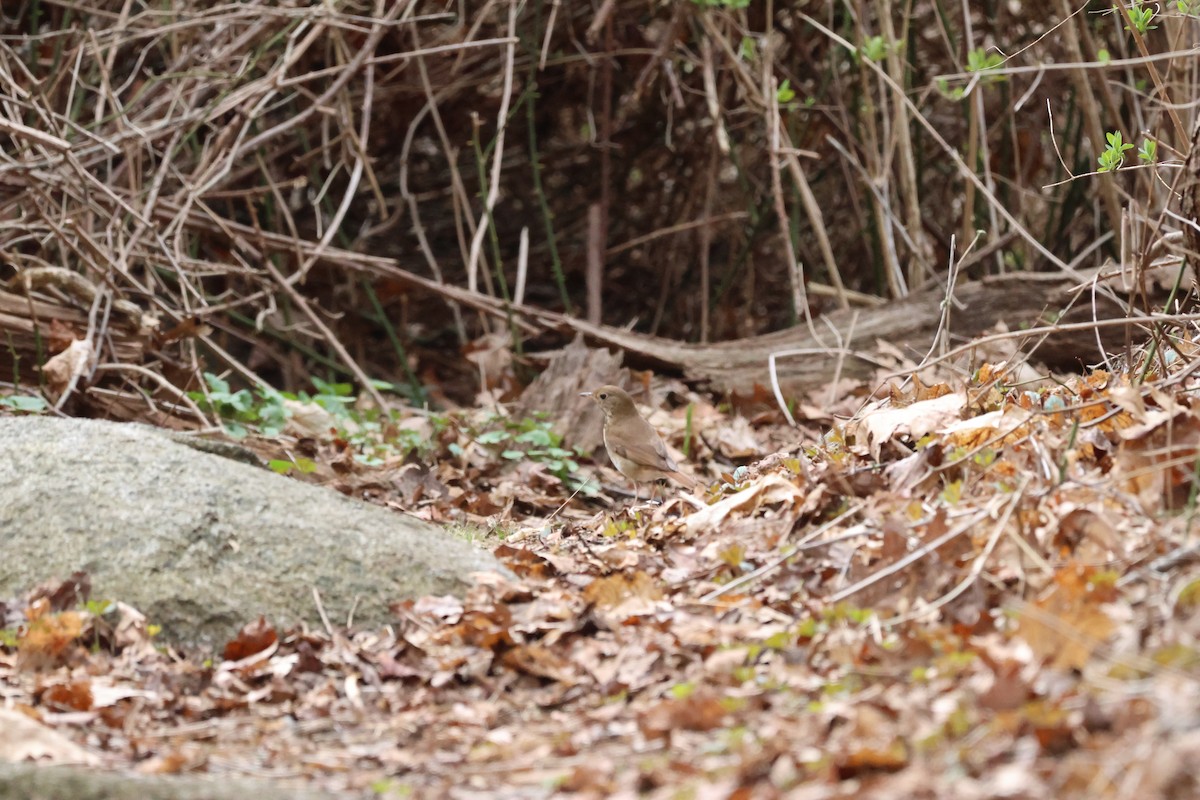 Hermit Thrush - ML634060679