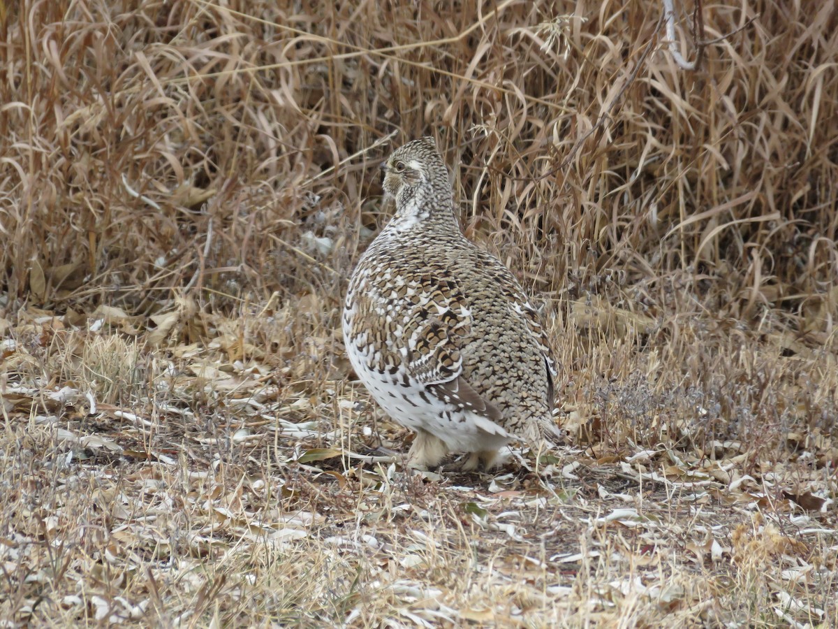 tetřívek ostroocasý - ML634060691
