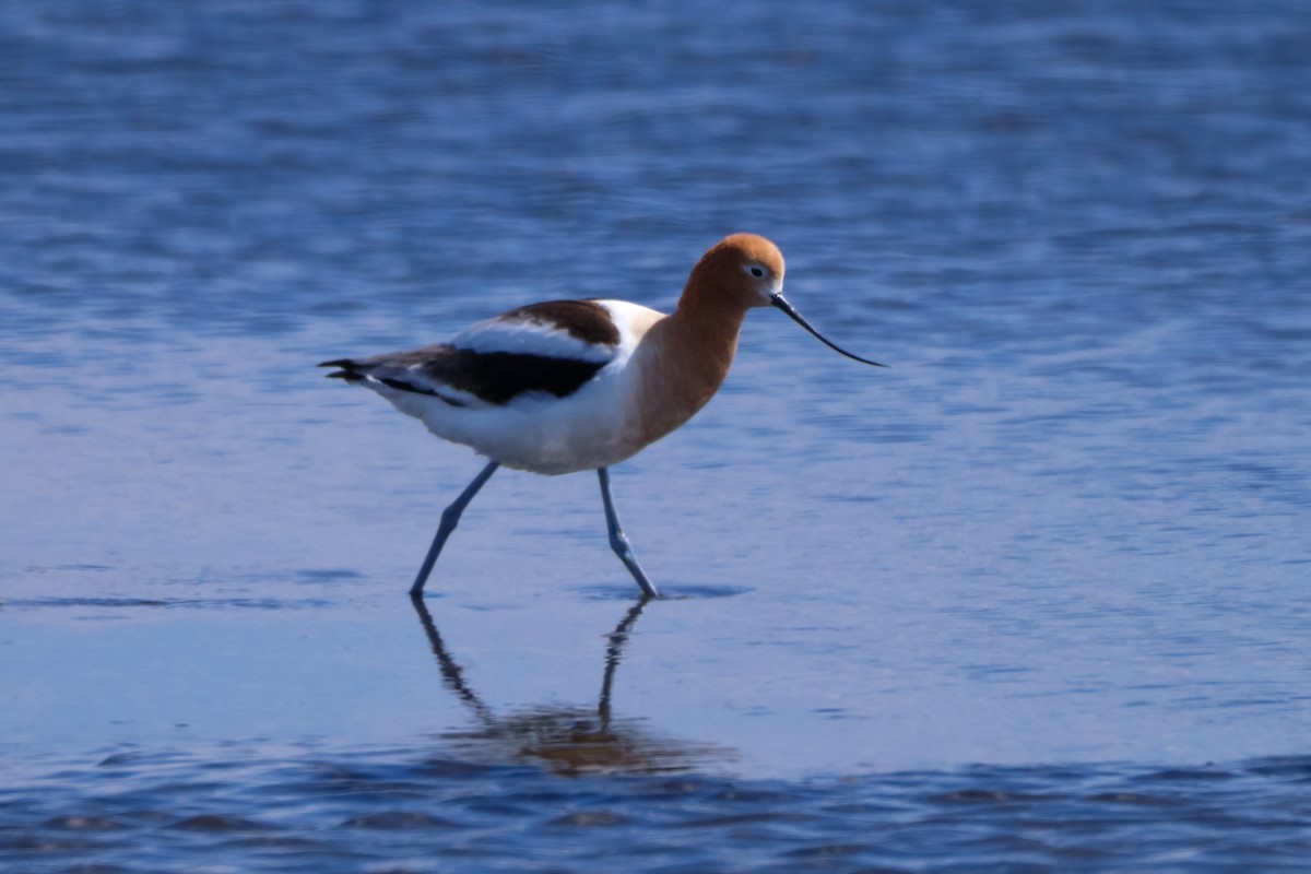 American Avocet - ML634060695