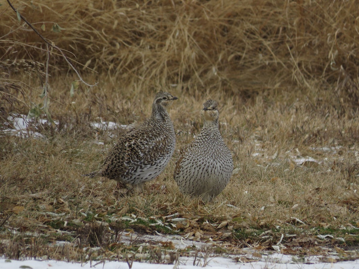 tetřívek ostroocasý - ML634060727