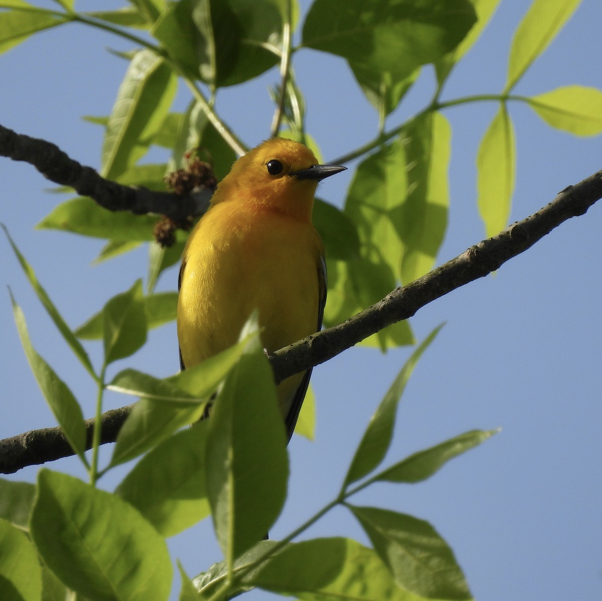 Prothonotary Warbler - ML634060760