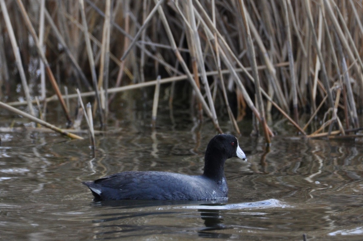 American Coot - ML634060786
