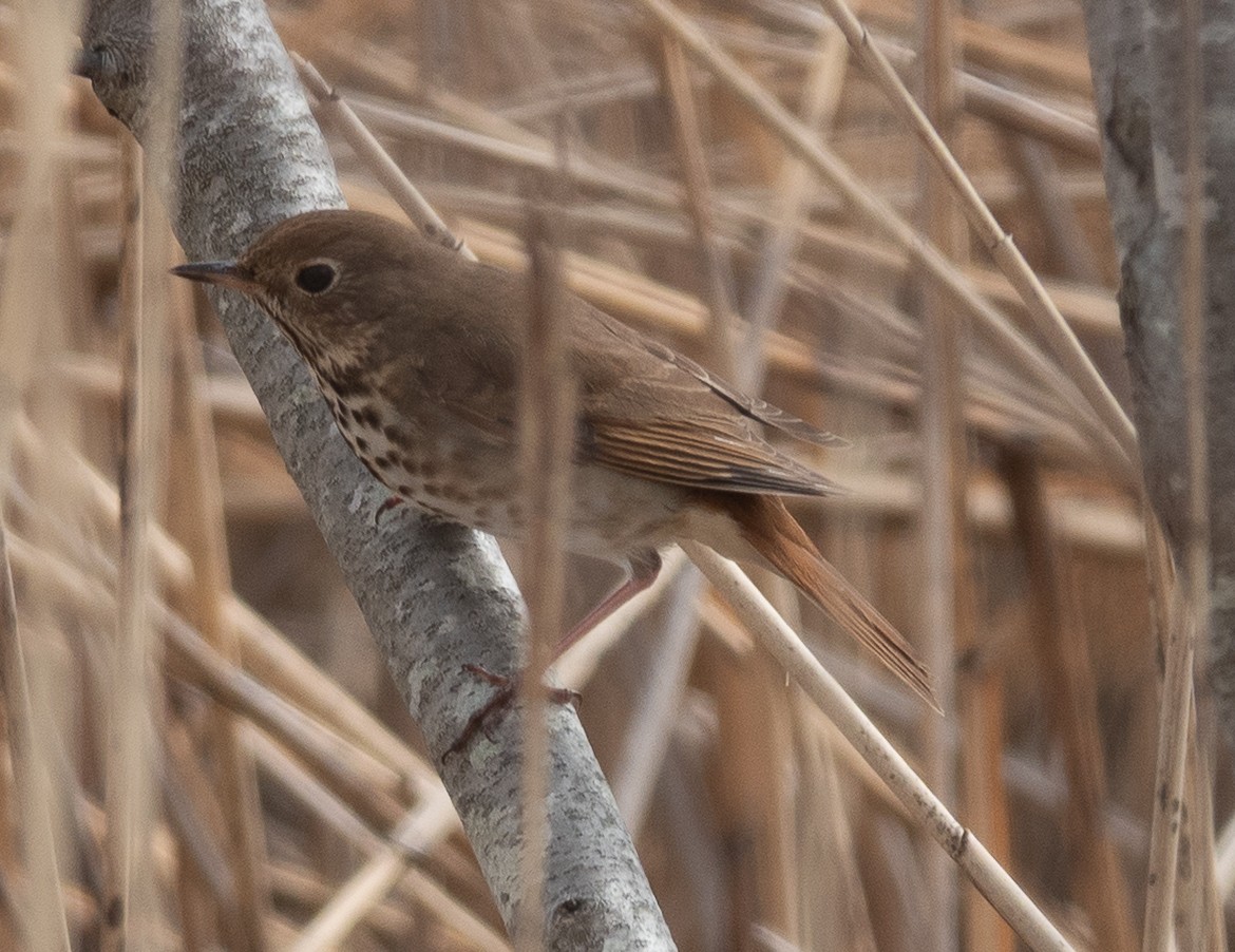 Hermit Thrush - ML634060800