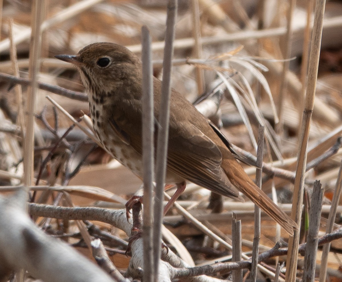 Hermit Thrush - ML634060801