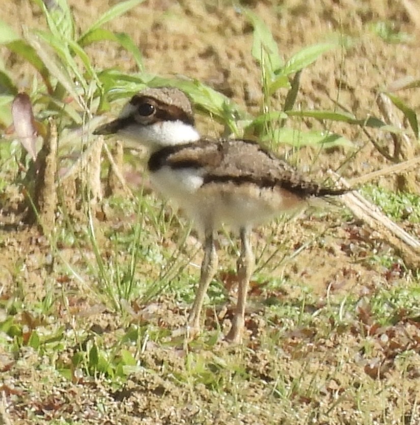 Killdeer - ML634060849