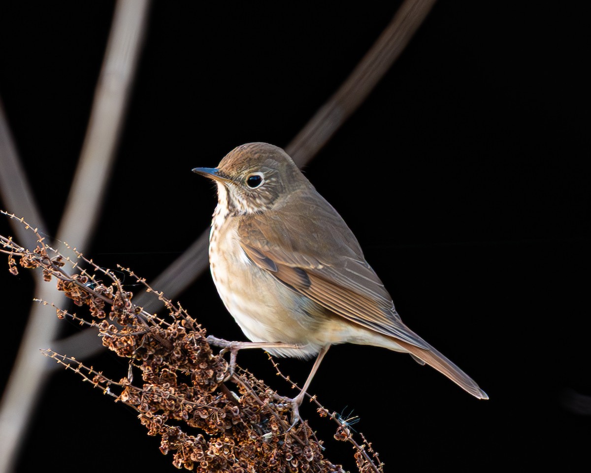 Hermit Thrush - ML634060874