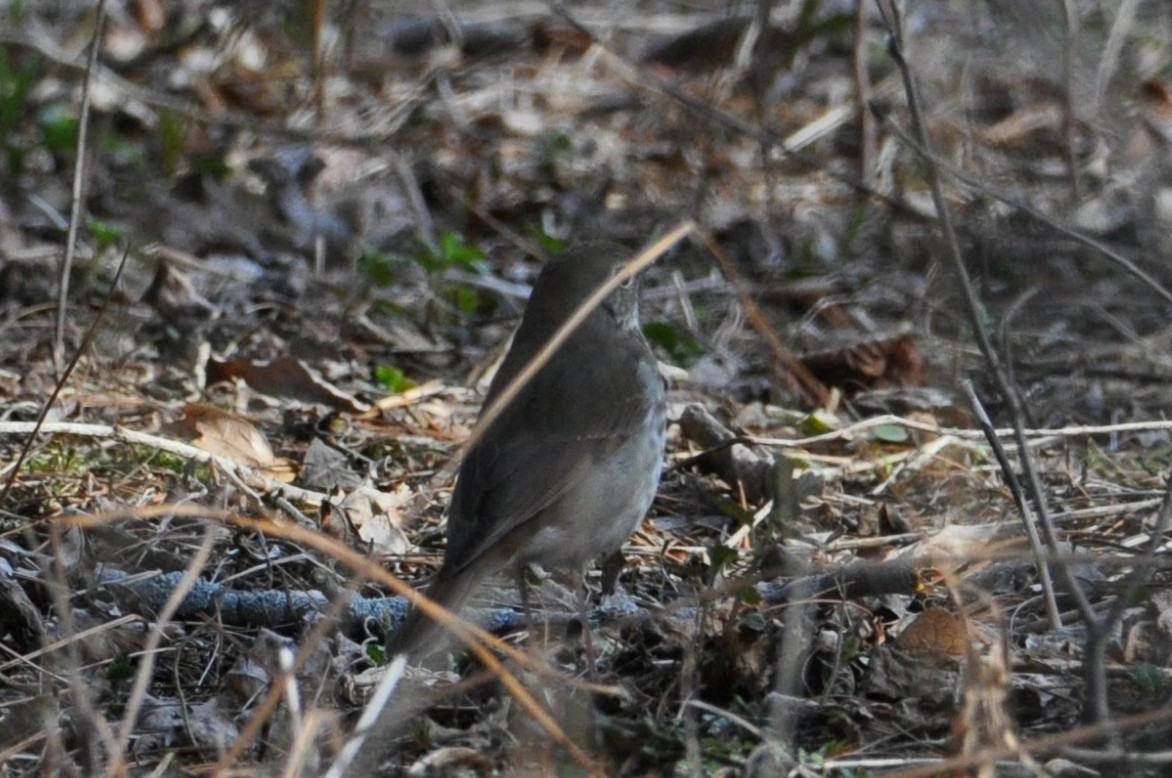 Hermit Thrush - ML634060875