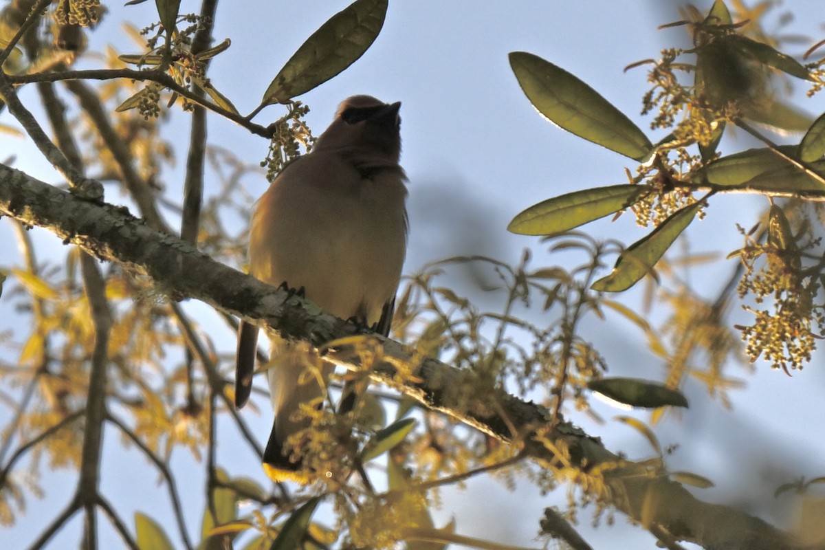 Cedar Waxwing - ML634060880
