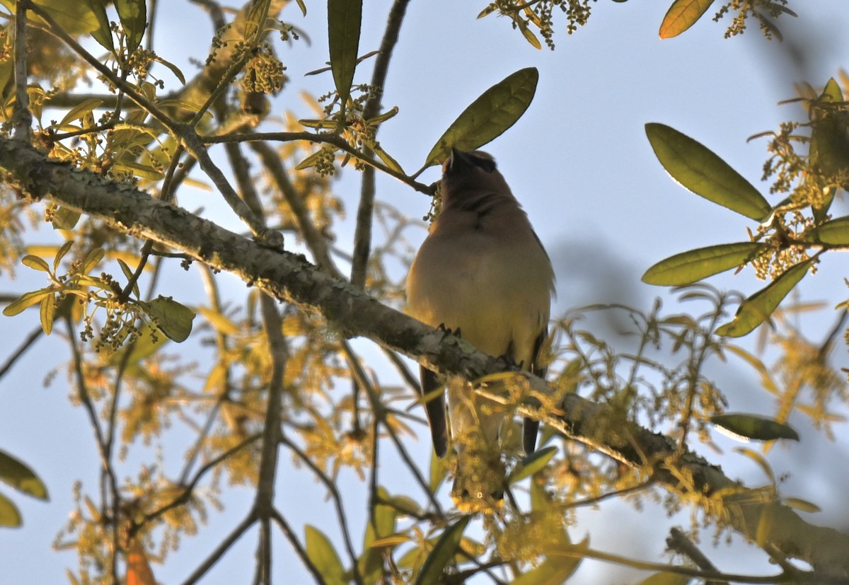 Cedar Waxwing - ML634060881