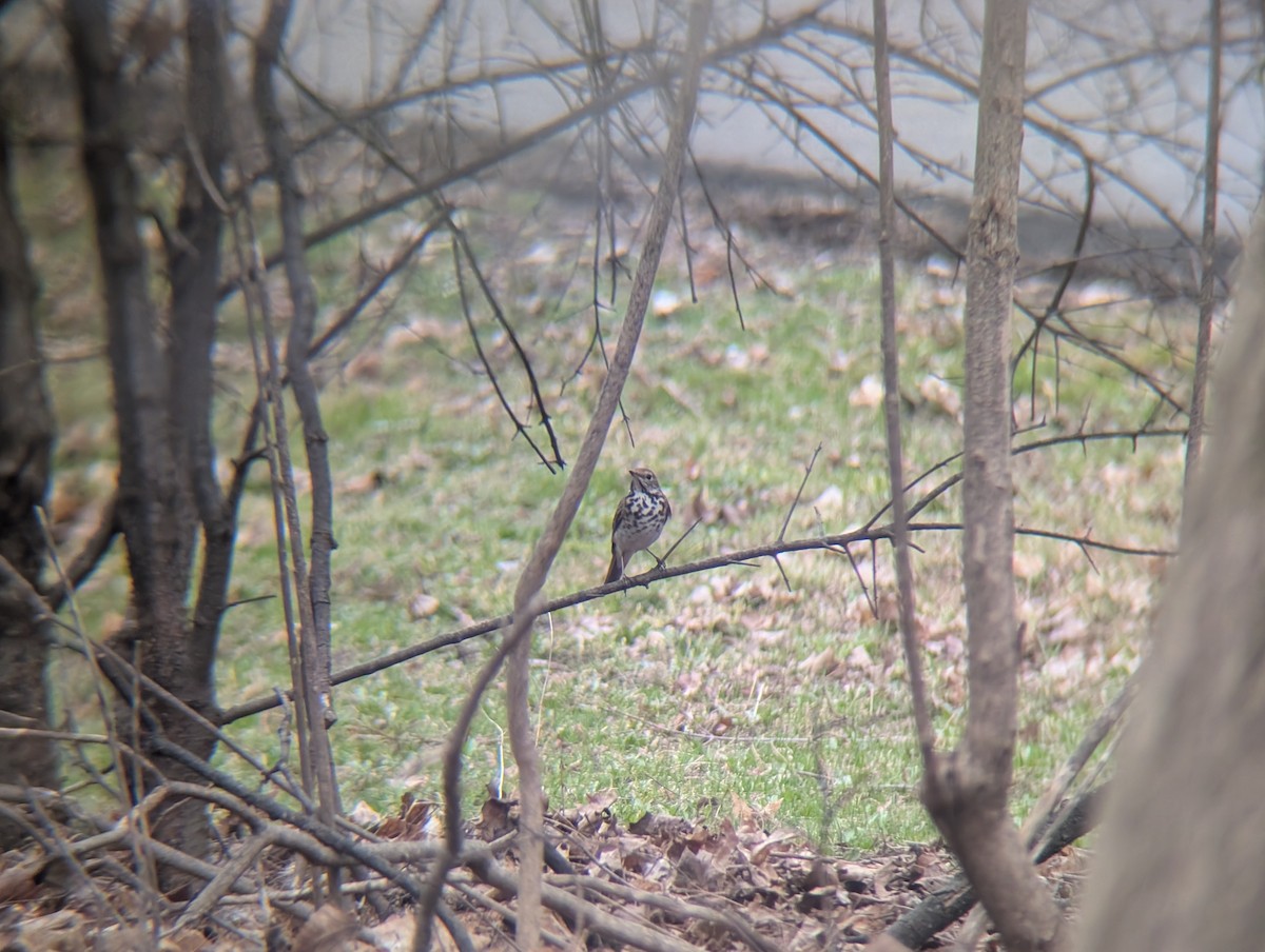 Hermit Thrush - ML634060882