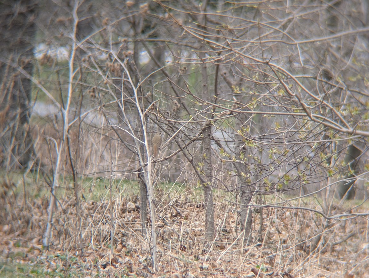 Hermit Thrush - ML634060883