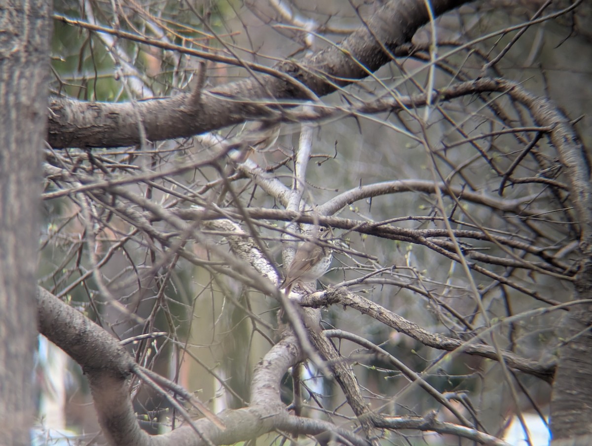 Hermit Thrush - ML634060884