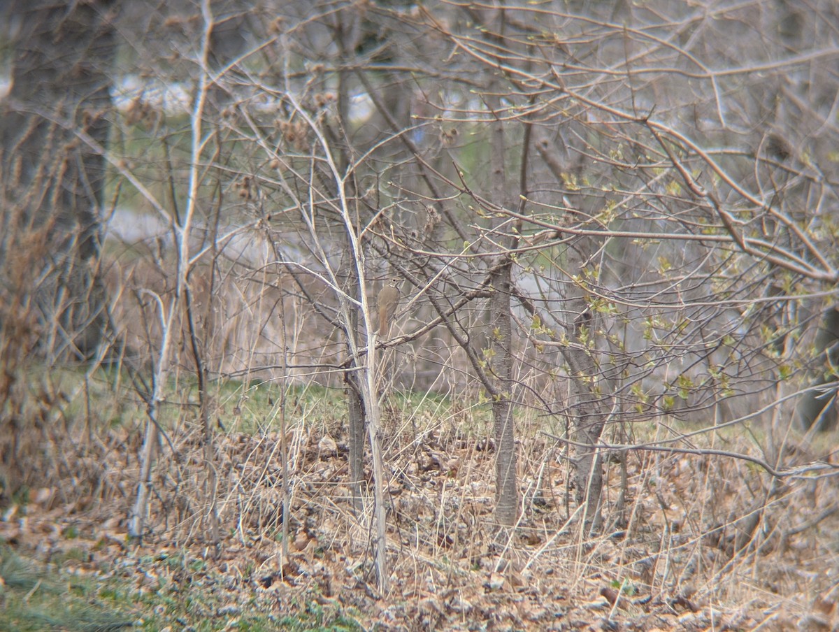 Hermit Thrush - ML634060885