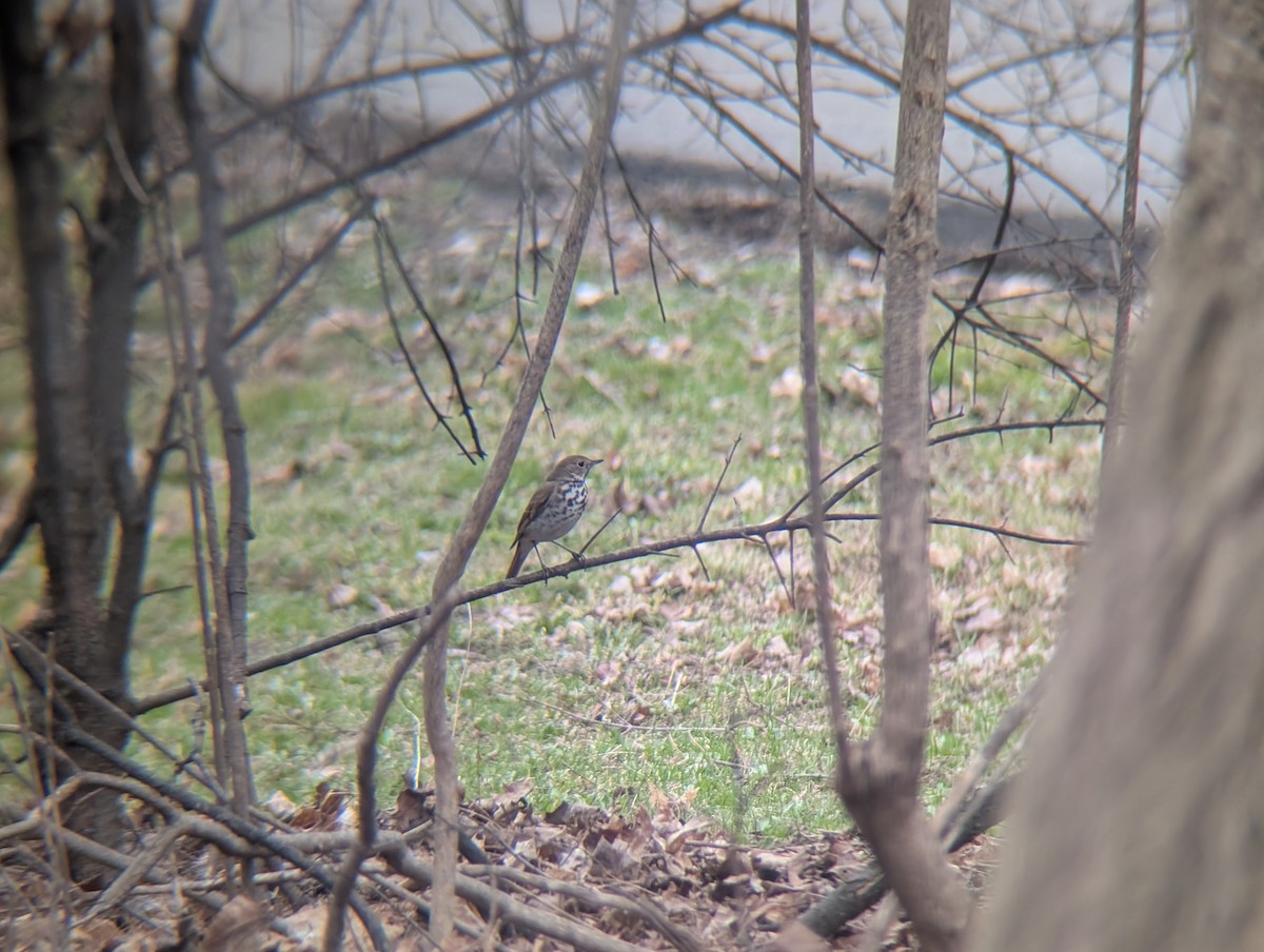 Hermit Thrush - ML634060886