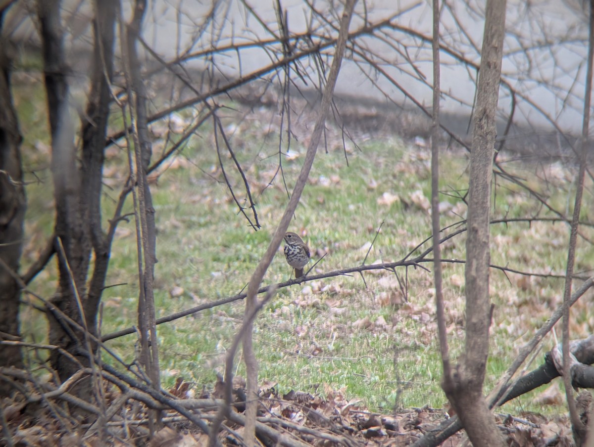 Hermit Thrush - ML634060887