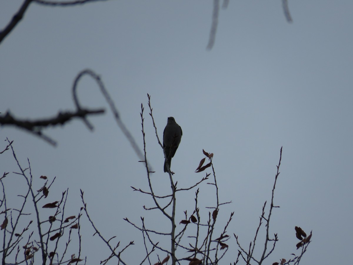 lesňák západní - ML634061033