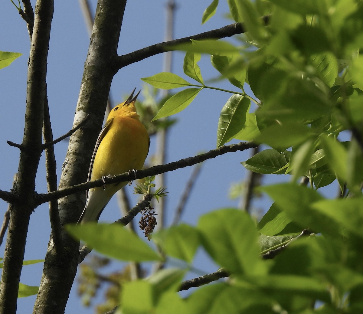 Prothonotary Warbler - ML634061100