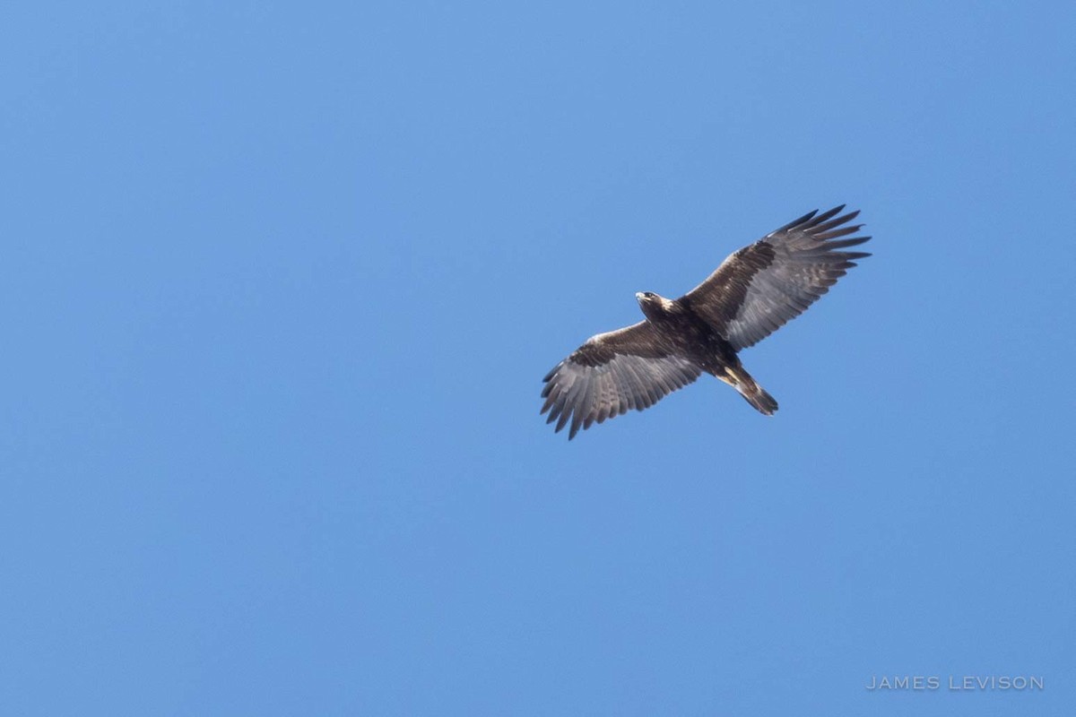 Golden Eagle - ML634061244