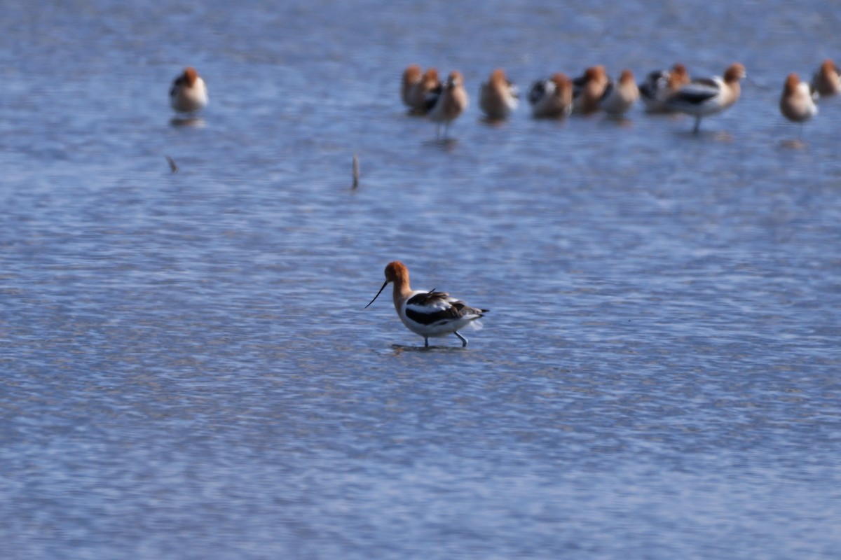 American Avocet - ML634061265
