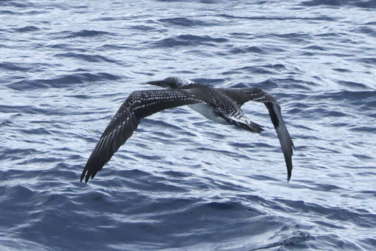 Australasian Gannet - ML634061275