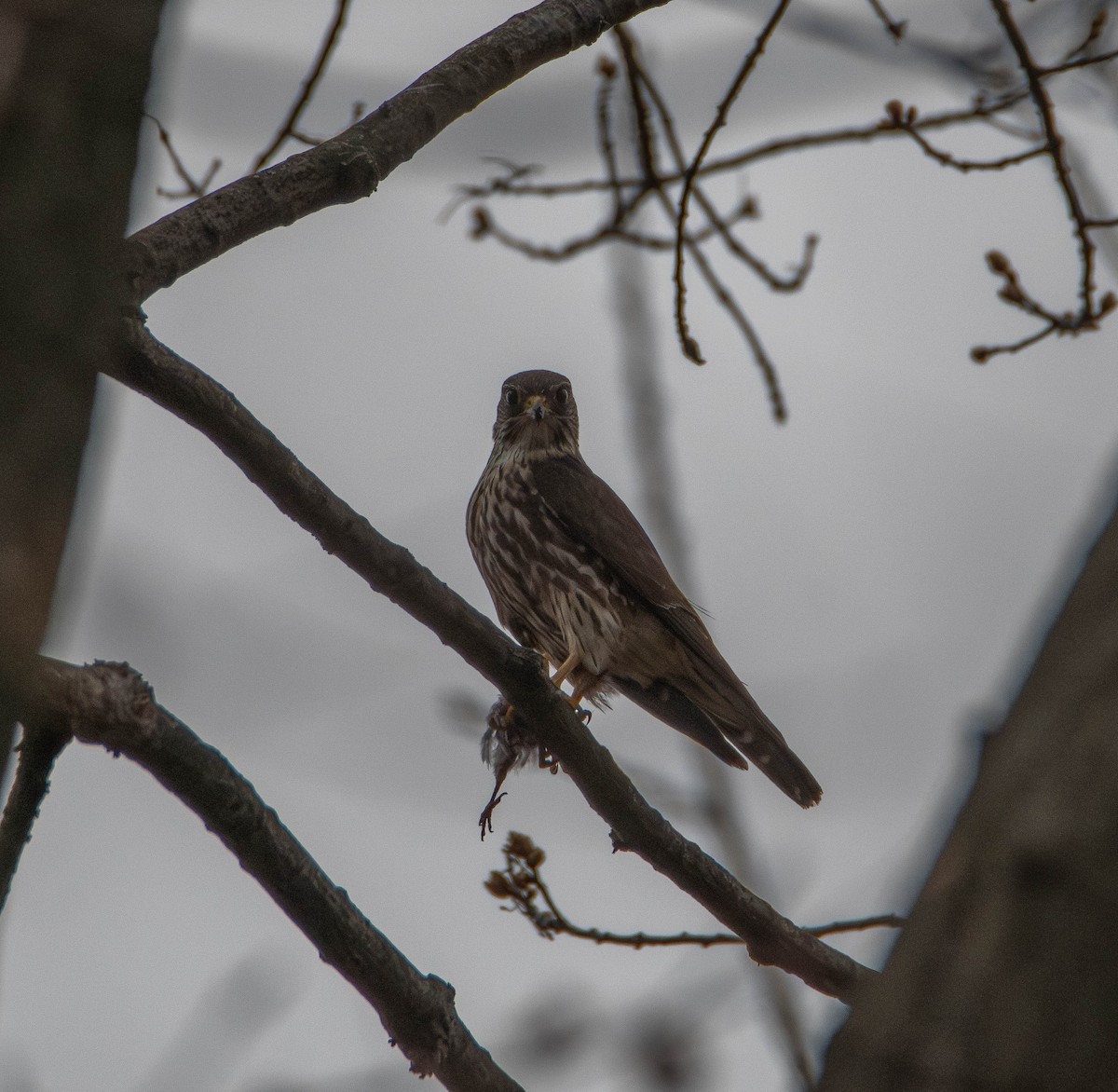 Merlin (columbarius) - ML634061367