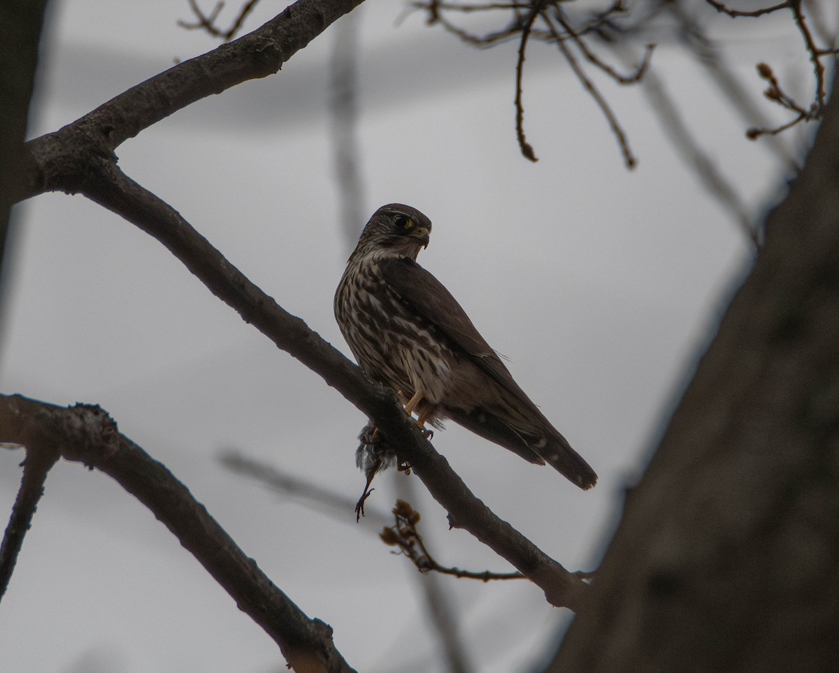 Merlin (columbarius) - ML634061384