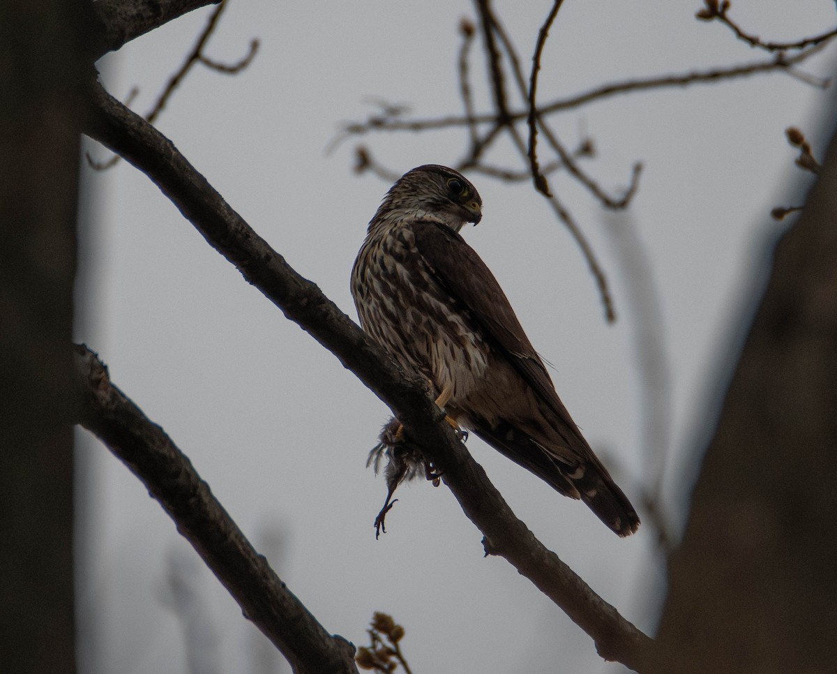 Merlin (columbarius) - ML634061387