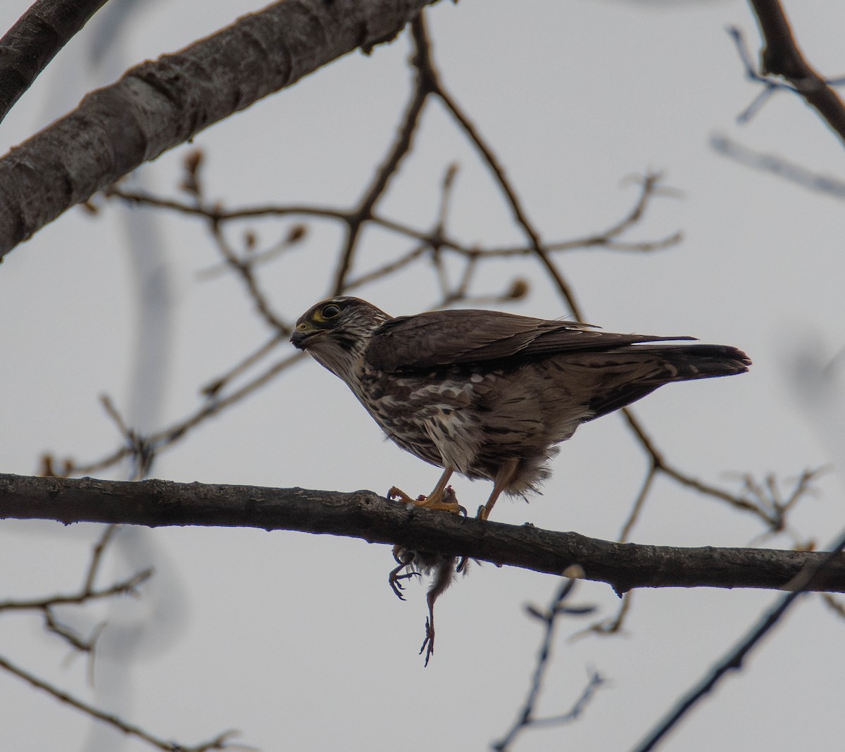 Merlin (columbarius) - ML634061401