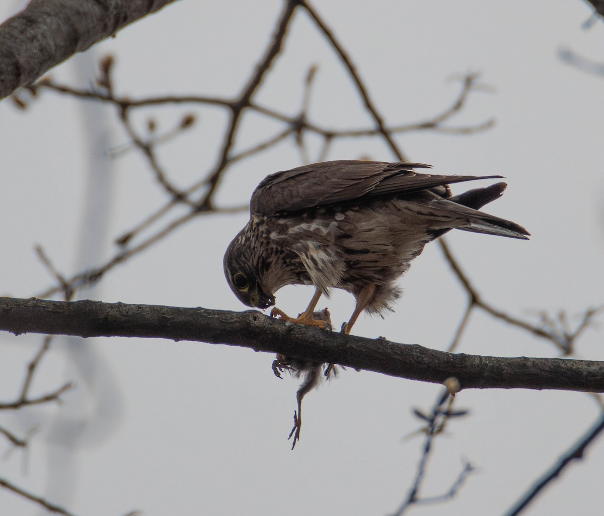 Merlin (columbarius) - ML634061410