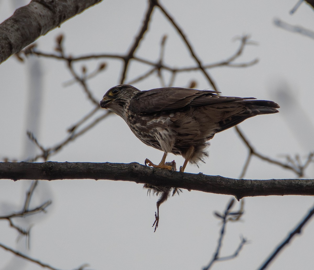 Merlin (columbarius) - ML634061414