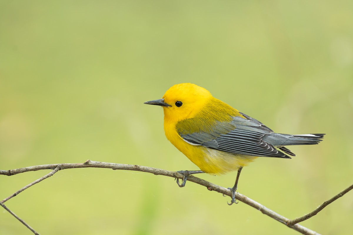 Prothonotary Warbler - ML634061429