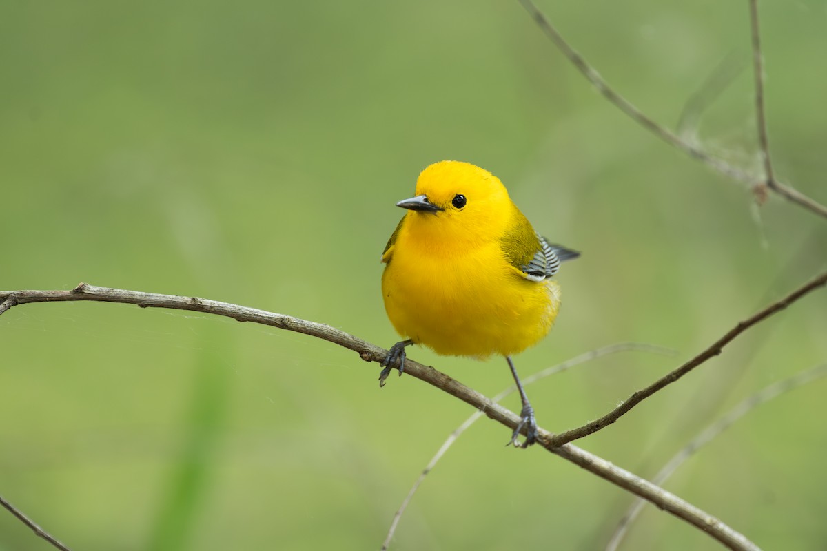 Prothonotary Warbler - ML634061438