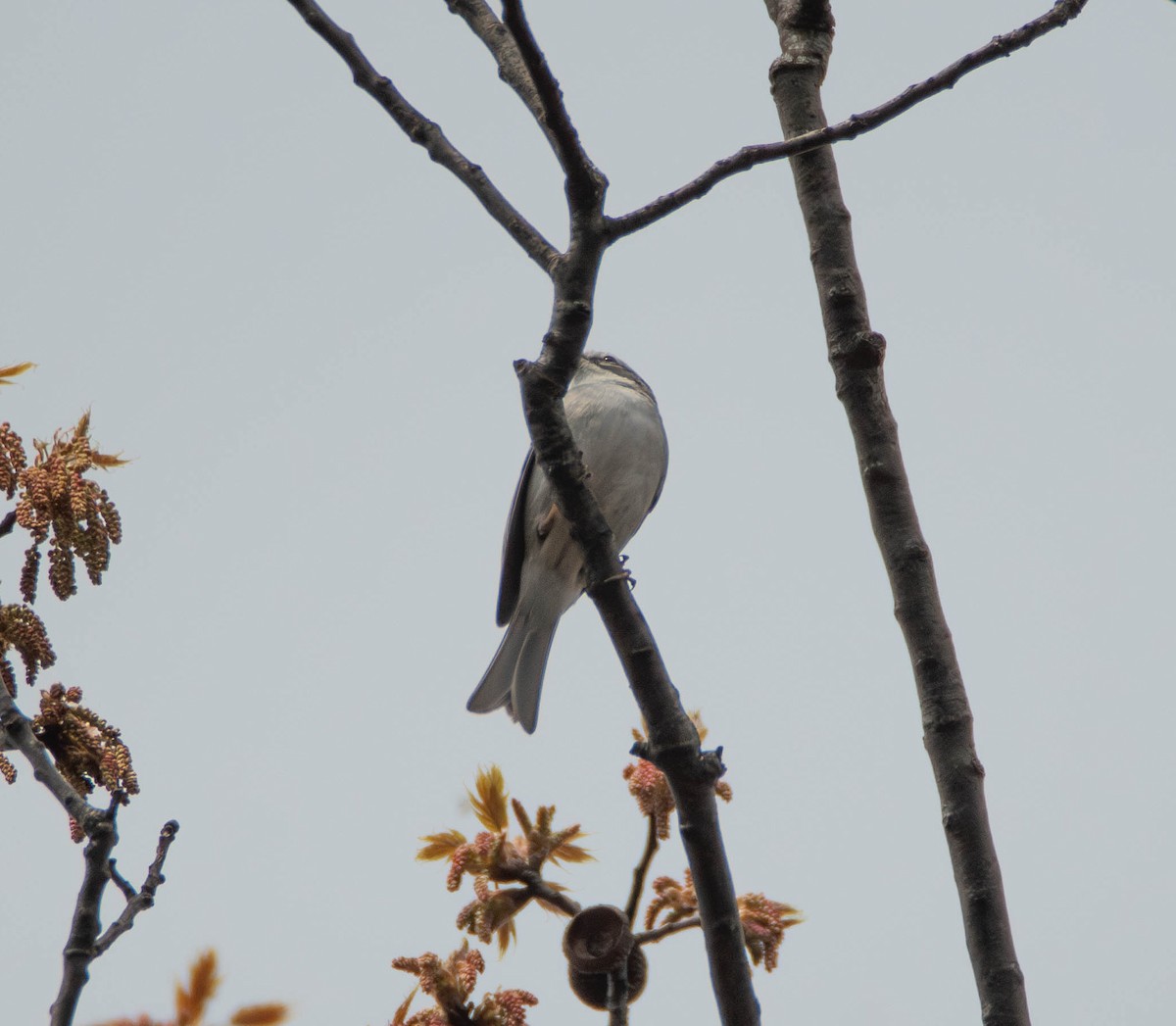 Paseriformea sp. - ML634061466