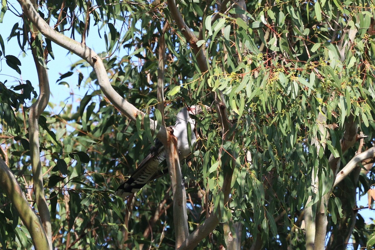 Channel-billed Cuckoo - ML634061500