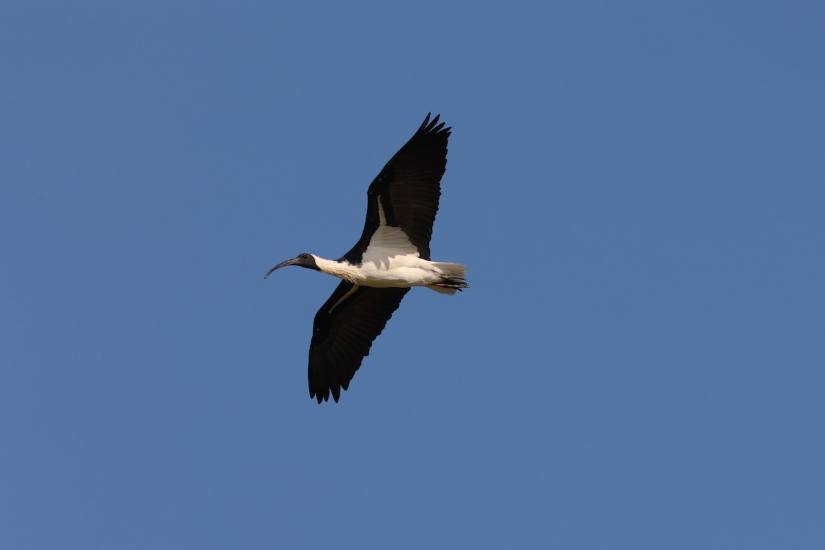 Straw-necked Ibis - ML634061510