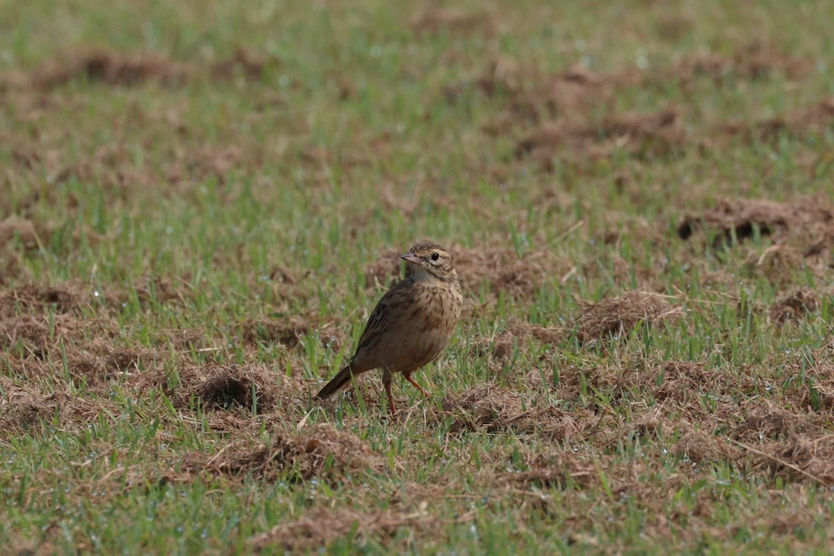 Australian Pipit - ML634061523